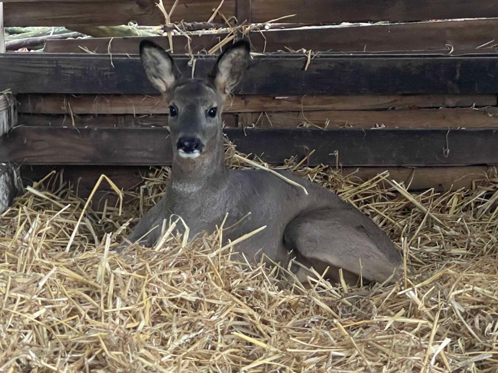Transport important pour une Chevrette accidentée